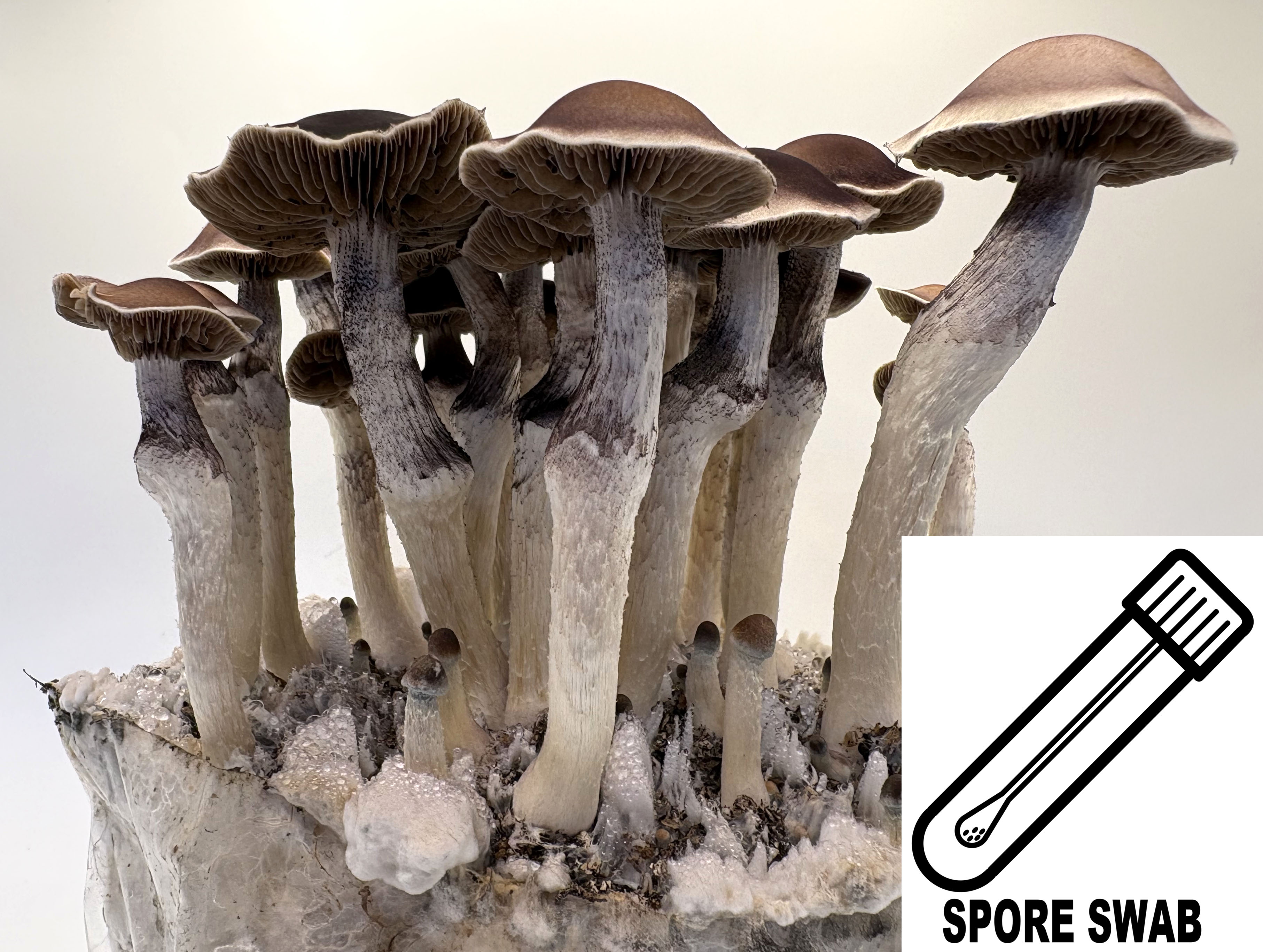 Psilocybe x zinnii (Psilocybe natalensis x Ps pseudoaztecorum)